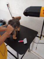 Pet Shop Focinho Gelado em Votorantim – Centro de Estética Animal