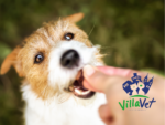 Villa Vet Centro Veterinário – Clínica 24 Horas – Veterinário em Porto Feliz